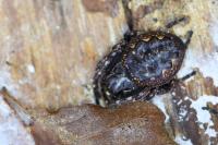 Nuctenea umbratica