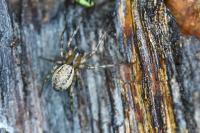 Neriene montana