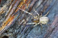 Neriene montana