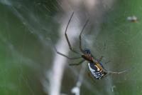 Frontinellina frutetorum