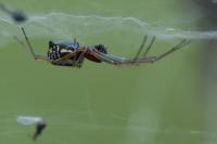 Frontinellina frutetorum