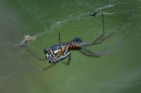 Frontinellina frutetorum