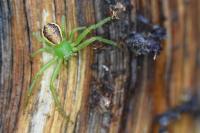 Diaea dorsata