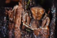 Pistius truncatus
