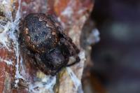 Nuctenea umbratica