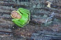 Diaea dorsata