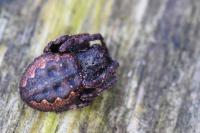 Nuctenea umbratica