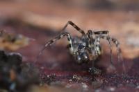 Neriene montana