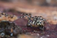 Neriene montana