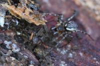 Neriene montana