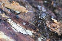 Neriene montana
