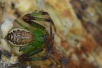 Diaea dorsata