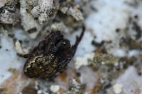 Nuctenea umbratica