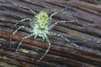 Philodromus margaritatus