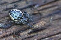Nuctenea umbratica