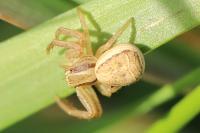Xysticus ulmi