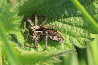 Pisaura mirabilis