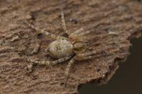 Anyphaena accentuata