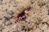 Dysdera
