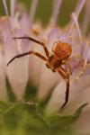 Thomisus onustus