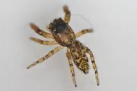 Marpissa muscosa