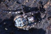 Nuctenea umbratica