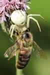 Misumena vatia