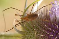 Phalangium opilio