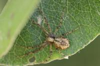 Philodromus dispar