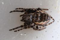 Nuctenea umbratica