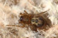 Amaurobius