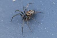 Tenuiphantes