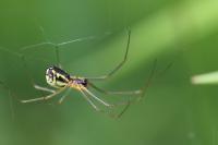 Frontinellina frutetorum