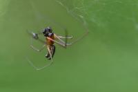 Frontinellina frutetorum