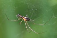 Frontinellina frutetorum