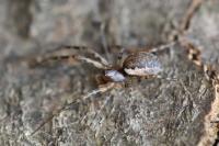 Neriene montana