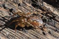 Neriene montana