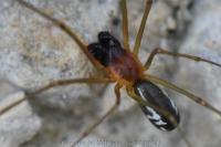 Neriene radiata