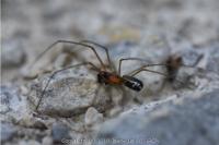 Neriene radiata