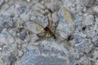 Neriene radiata