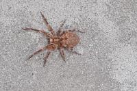 Zoropsis spinimana