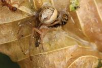 Zygiella x-notata