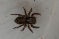 Pseudeuophrys erratica