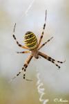 Argiope bruennichi