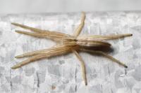 Tibellus