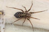 Eratigena