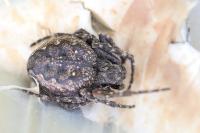 Nuctenea umbratica