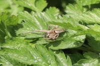 Pisaura mirabilis