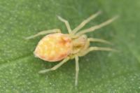 Nigma flavescens