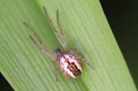 Mangora acalypha